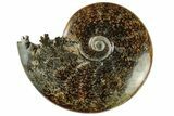 Polished Ammonite (Cleoniceras) Fossil - Madagascar #233518-1